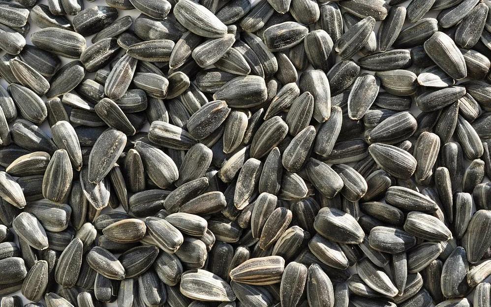 Зёрна подсолнечник масличный фото 1