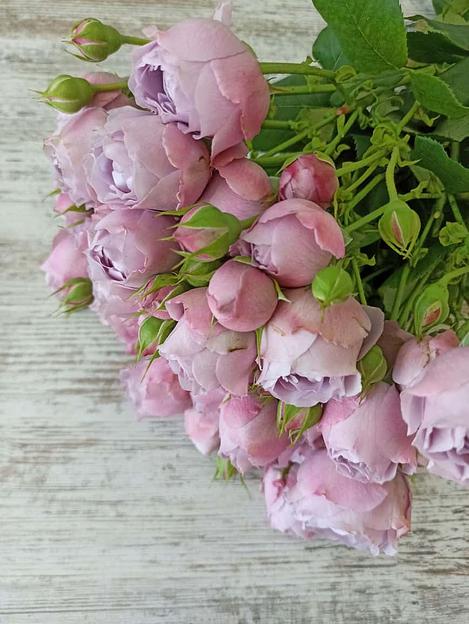 Розы сорта Лавендер Бабблс ОПТ фото 4