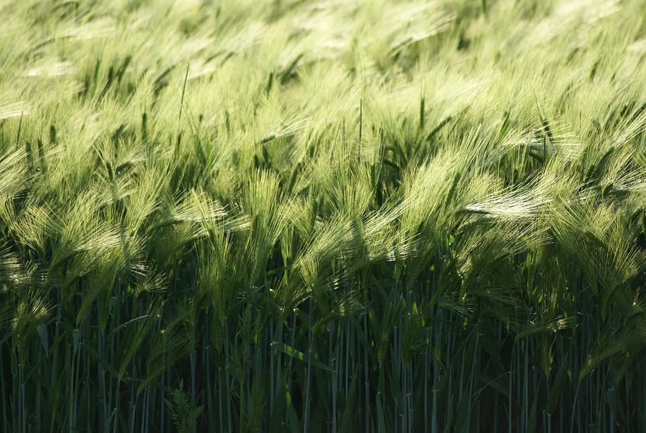 Семена ячменя «ЩЕДРЫЙ» опт фото 1