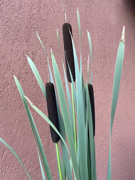 Сухоцвет Рогоз узколистный 75-120 см фото 1