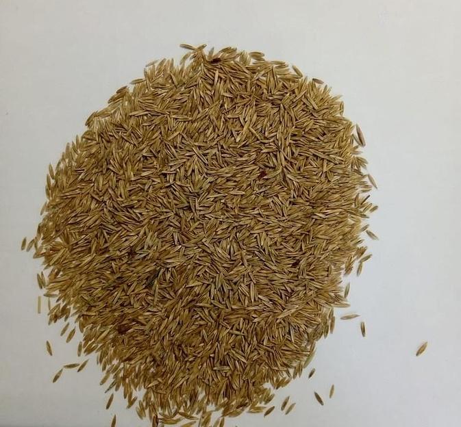 Семена овсяницы луговой опт фото 1