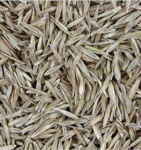 Семена костра АгроВектор «Безостый» фото 2