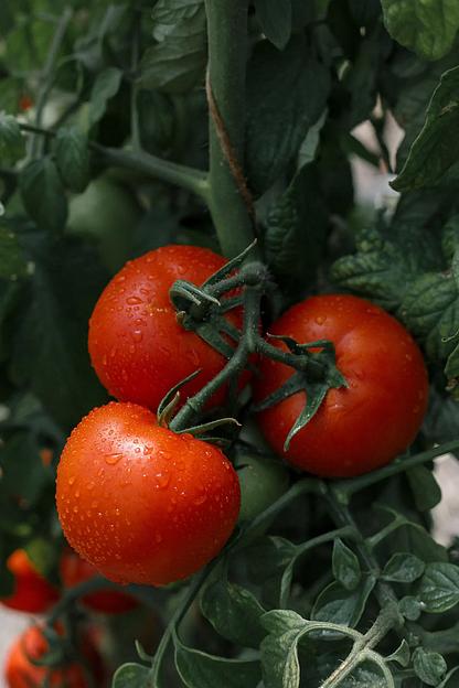 Семена посевные Томат «Надежда F1» ОПТ фото 3