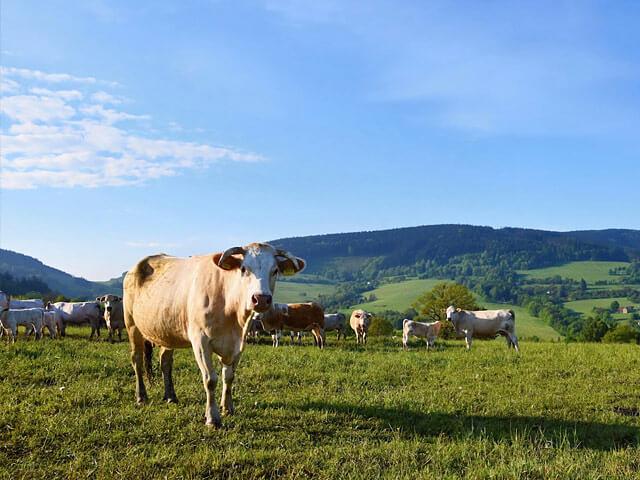 Семена злаково-бобовой травосмеси опт фото 1