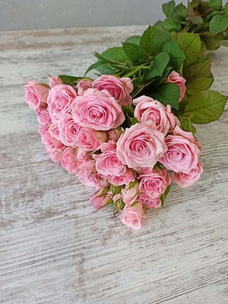 Розы сорта Одилия ОПТ фото 1