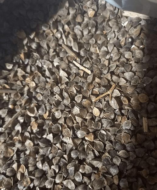 Семена гречихи опт фото 2