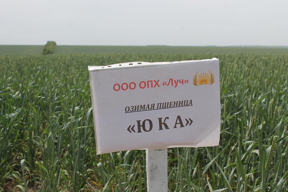 Пшеница мягкая озимая «Юка» опт фото 1