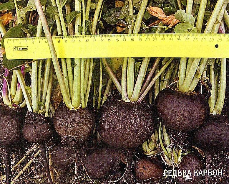 Семена редьки «Карбон» опт фото 2