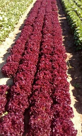 Свежий салат «Лолло Россо», опт фото 2