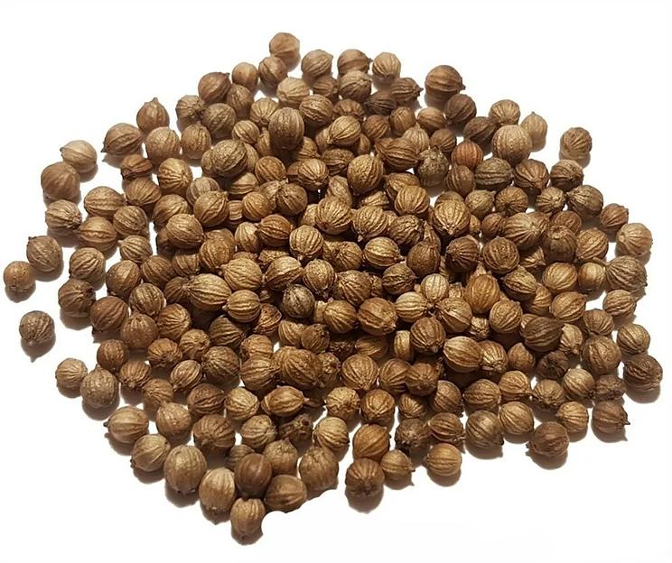 Семена кориандра фото 1