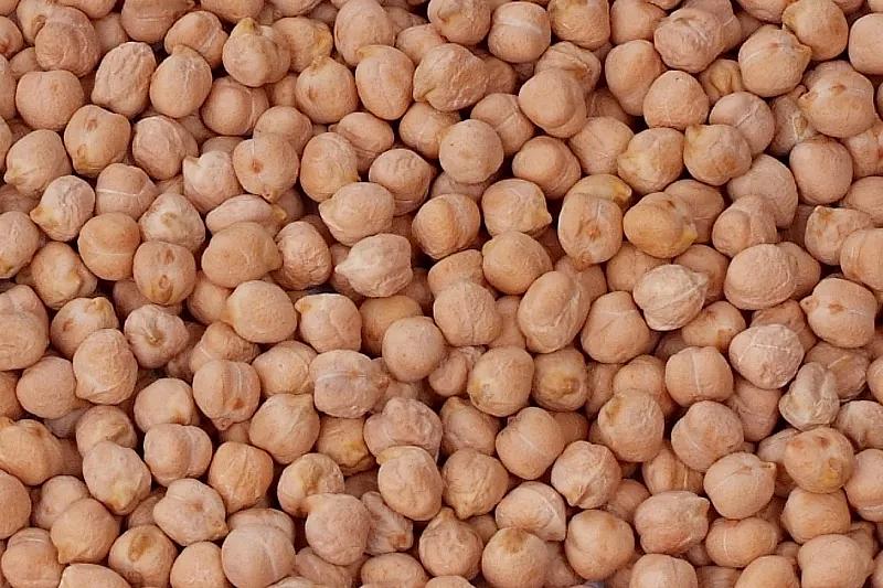 Семена нута фото 2