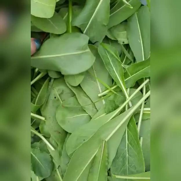 Натуральный гидролат листьев усьмы, спрей для волос Mandragora magic beauty 100 мл ОПТ фото 5