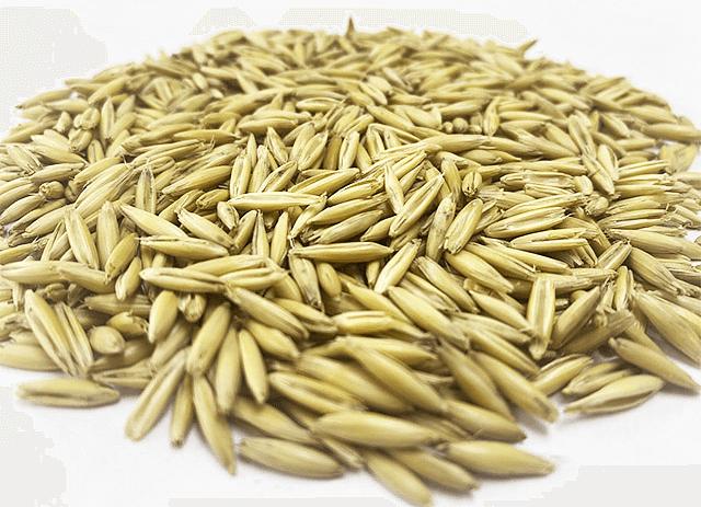 Семена овса «Скакун» опт фото 1