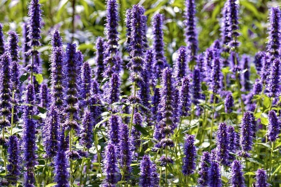 Семена иссопа опт фото 1