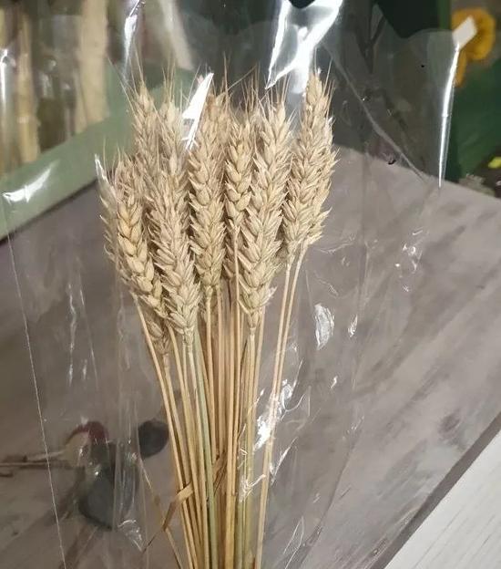 Пшеница тритикум пучок 30 колосков, 45-50 см опт фото 2