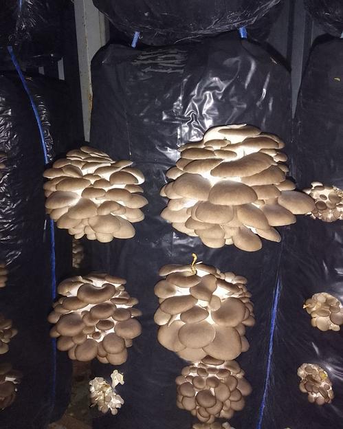 Мицелий гриба вешенки штамм Р14 фото 1