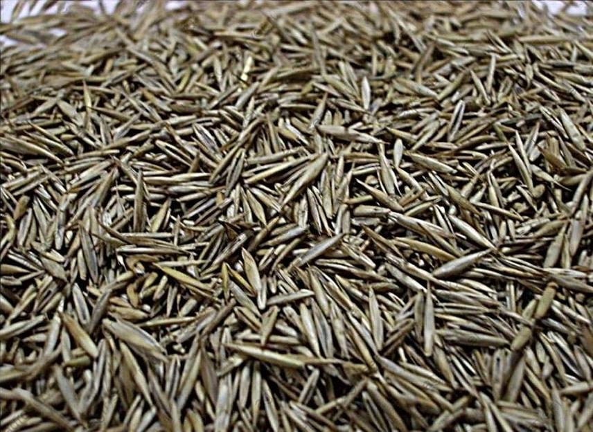 Семена райграса пастбищного Вик-66 Псковский местный опт фото 1