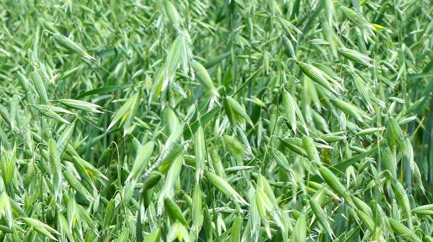 Овес яровой сорт «Сиг» ОПТ фото 1