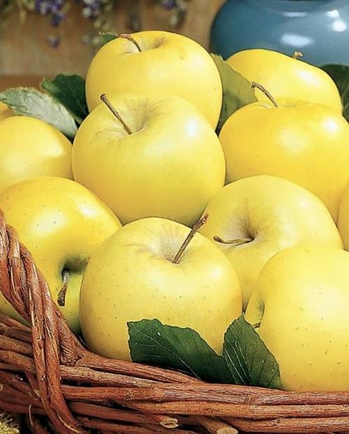 Саженцы Яблони жёлтой летней ОКС фото 1