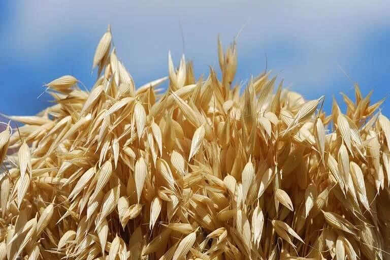 Овес посевной «Иртыш 21» фото 1