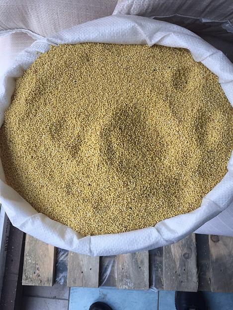 Пшено 3 класса, Центральный, Южный и Приволжский федеральный округи фото 1