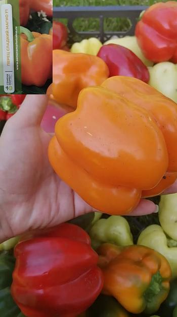 Семена посевные перец сладкий манго F1, опт фото 2