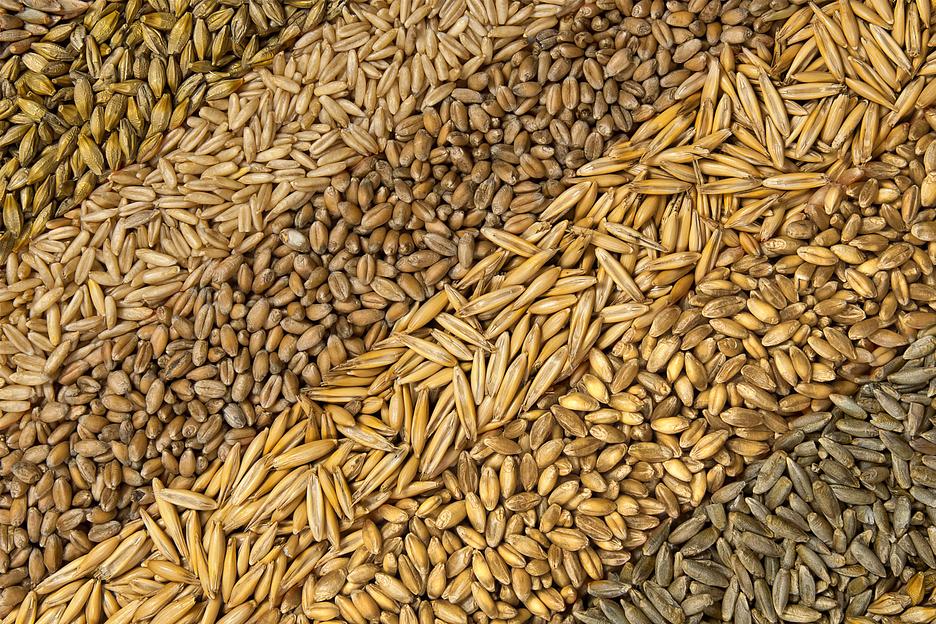 Пшеница ЦФО 3-4 класс, фураж фото 1