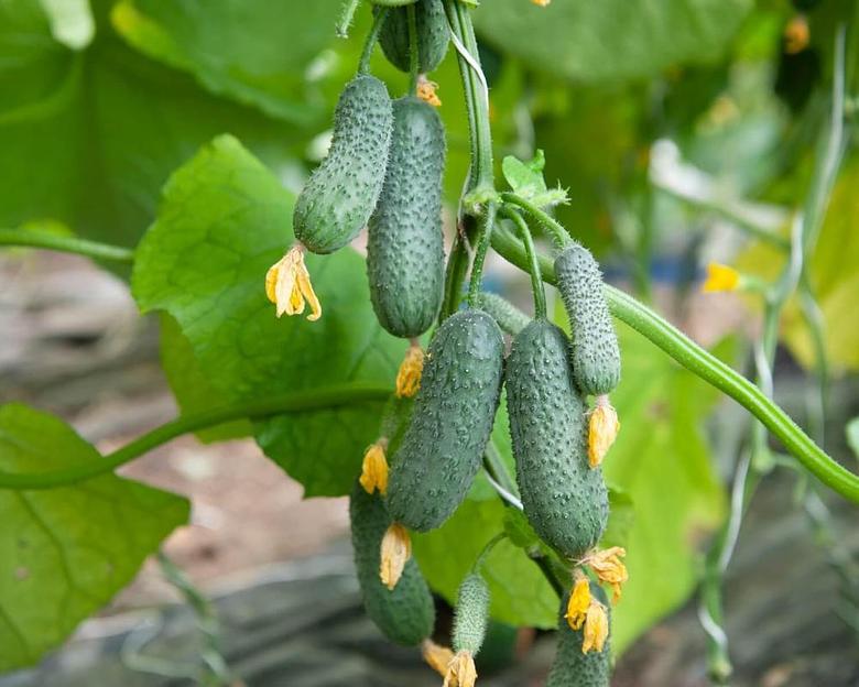 Профессиональные семена огурца F1 «Стартап» опт фото 1