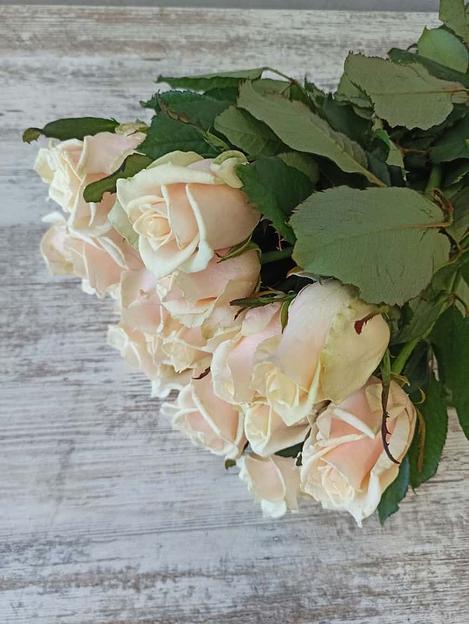 Розы сорта Талея ОПТ фото 3