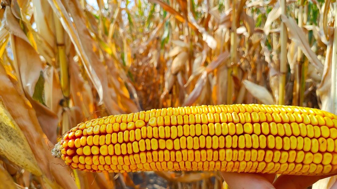 Семена кукурузы сорта Краснодарский 291 АМВ (ФАО 290) в мешках по 25 кг фото 1