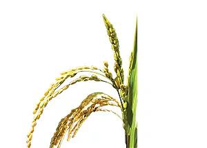 Удобрение для роста растений «Изагри Калий-Кремний» 10 л опт фото 3