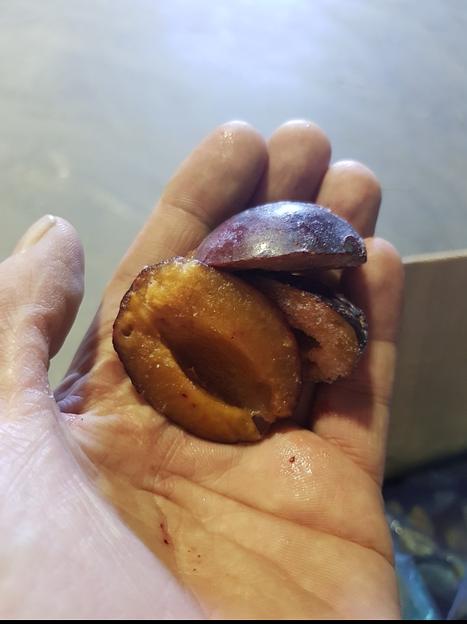 Слива половинки Сербия опт фото 2