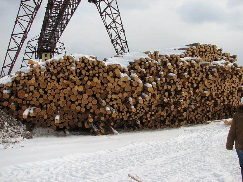 Пиловочник (круглый лес) хвойных пород сосна ОПТ фото 3