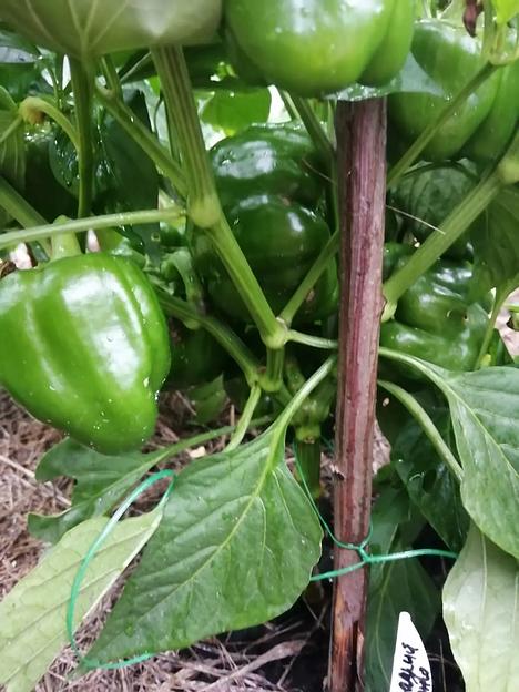 Семена посевные перец сладкий манго F1, опт фото 5