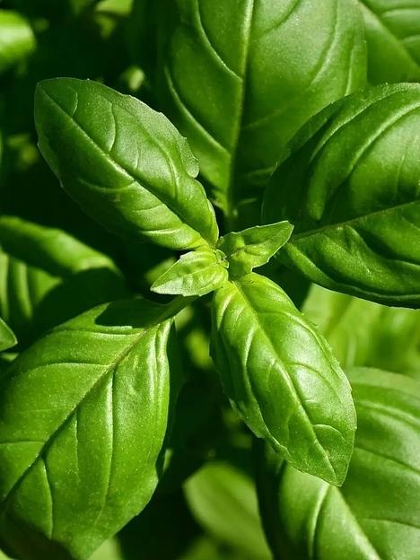 Базилик сушёный измельчённый MamiDA 60 г фото 4