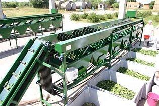 Линия переработки огурцов и томатов фото 1