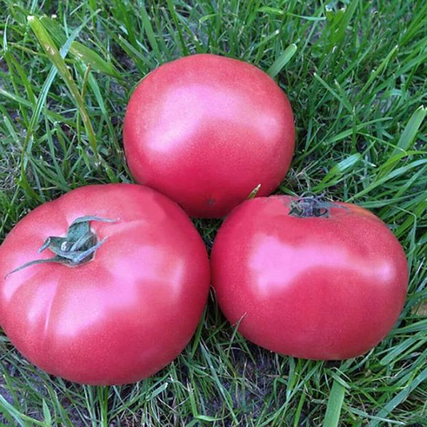 Семена томата индетерминантного Clause «Пинк кристал» F1 опт фото 1