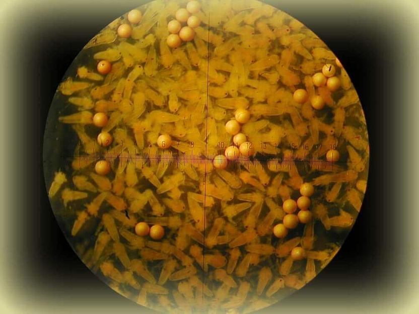 Цисты артемии сухие опт фото 2