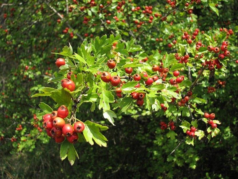 Саженец Боярышник кроваво-красный Сибирский от питомника AXKZ ОПТ фото 1