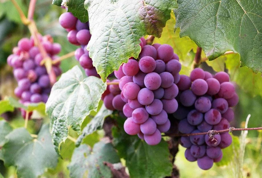 Жидкое органоминеральное удобрение для винограда опт фото 8