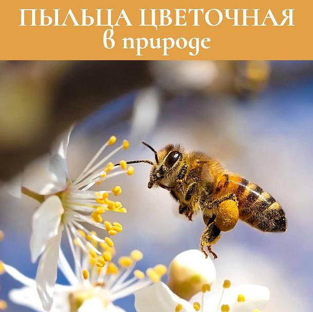 Пыльца 75 г ОПТ фото 4