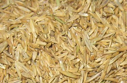 Семена травы мятлик луговой фото 1