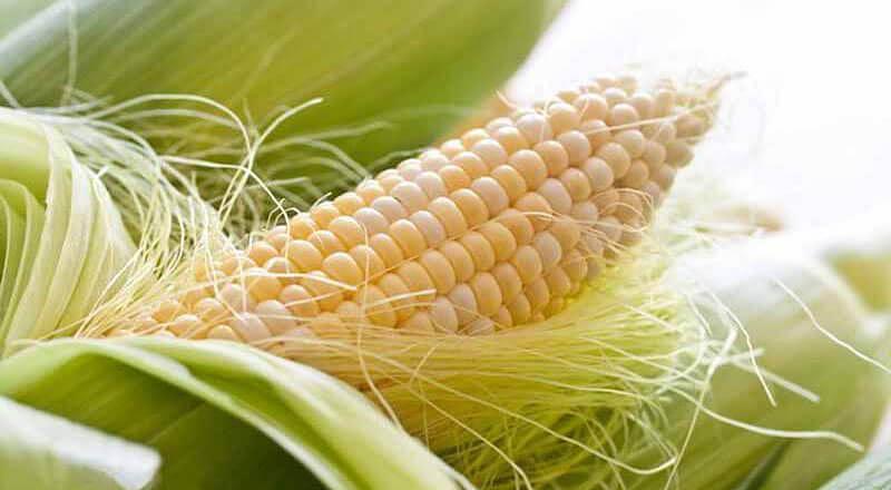 Семена кукурузы «РОСС 130 МВ» 2022 год фото 1