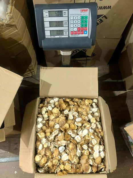 Гриб весёлка опт фото 1