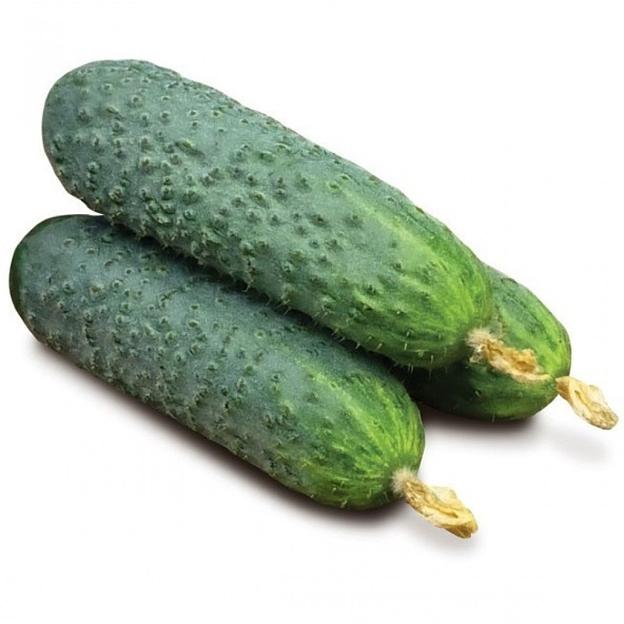 Семена огурца Kitano Seeds «Kaminari» KS 90 F1 опт фото 1