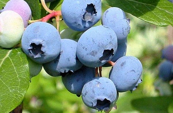 Саженцы плодовых кустарников - Голубика высокорослая «Bluecrop» фото 1