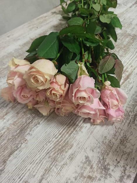 Розы сорта Аваланж ОПТ фото 3