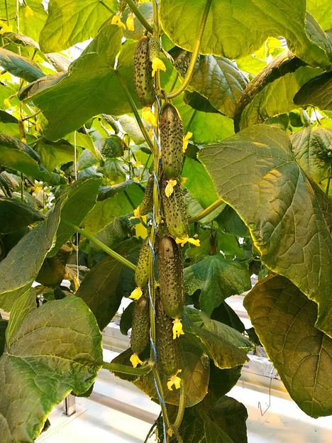 Семена огурца «F1 Киборг» опт фото 4