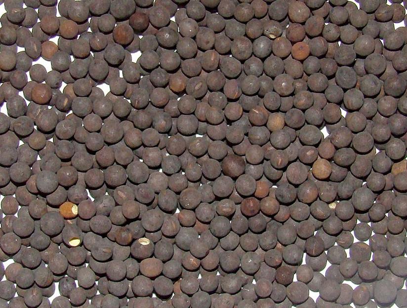 Посевные семена вики озимой фото 1