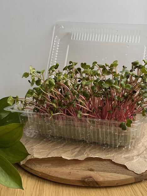 Одноразовый пластиковый контейнер ПК-102 ОПТ фото 2